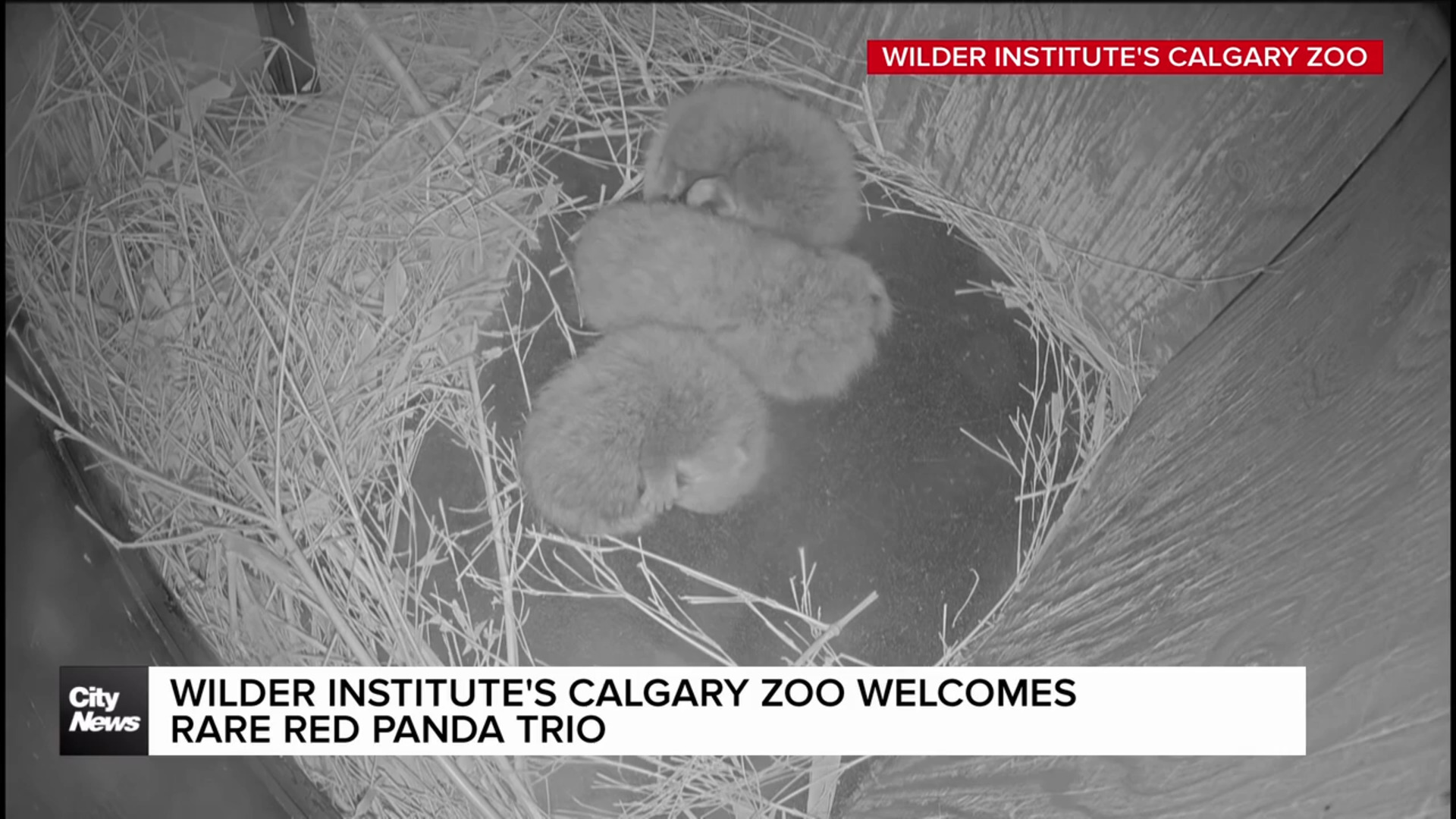 Wilder Institute’s Calgary Zoo welcomes rare Red Panda trio