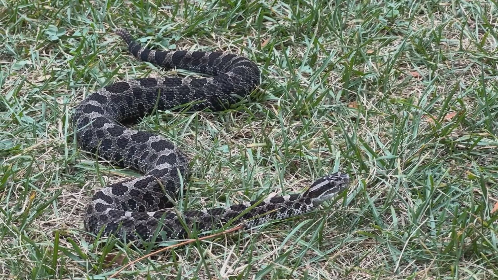 Long weekend bump in cottage country snake bites