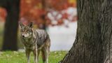 Coyote attacks toddler in Whitby, Durham police say