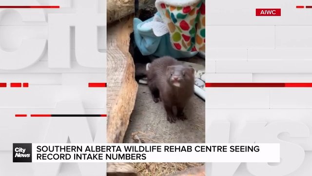 Southern Alberta Wildlife Rehab Centre seeing record intake numbers
