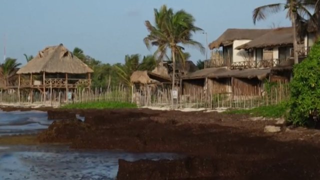 Sargassum sinking tourism on Mexico's Caribbean coast