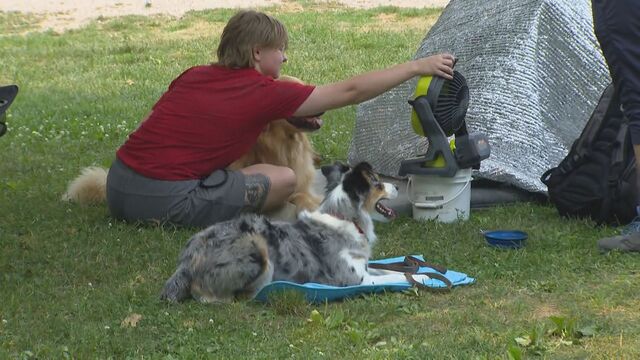 Foster home needed as the numbers of pet evacuated by wildfires continues to grow