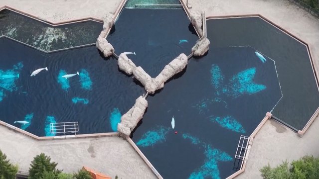 Beluga whale relocated from Marineland dies at Seaworld San Diego