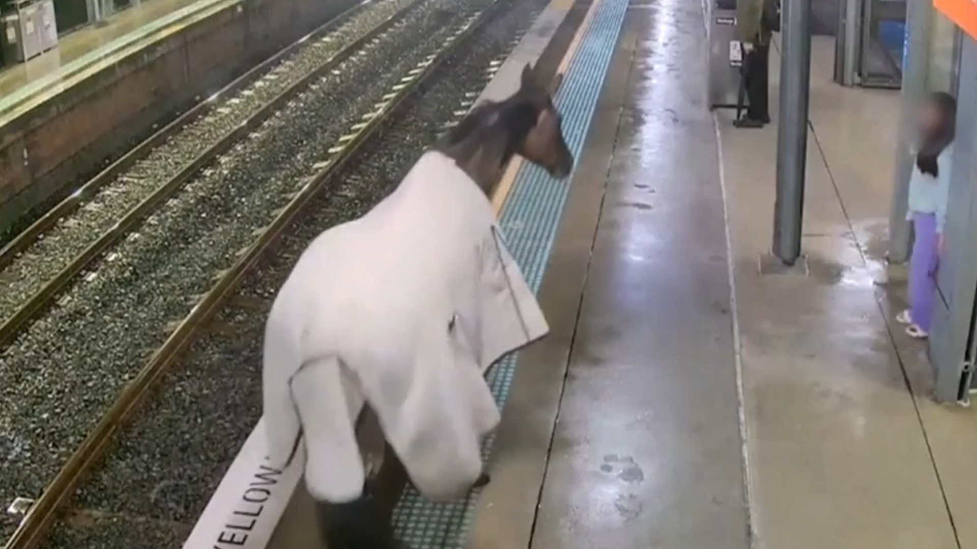 WATCH: Horse wanders onto train platform