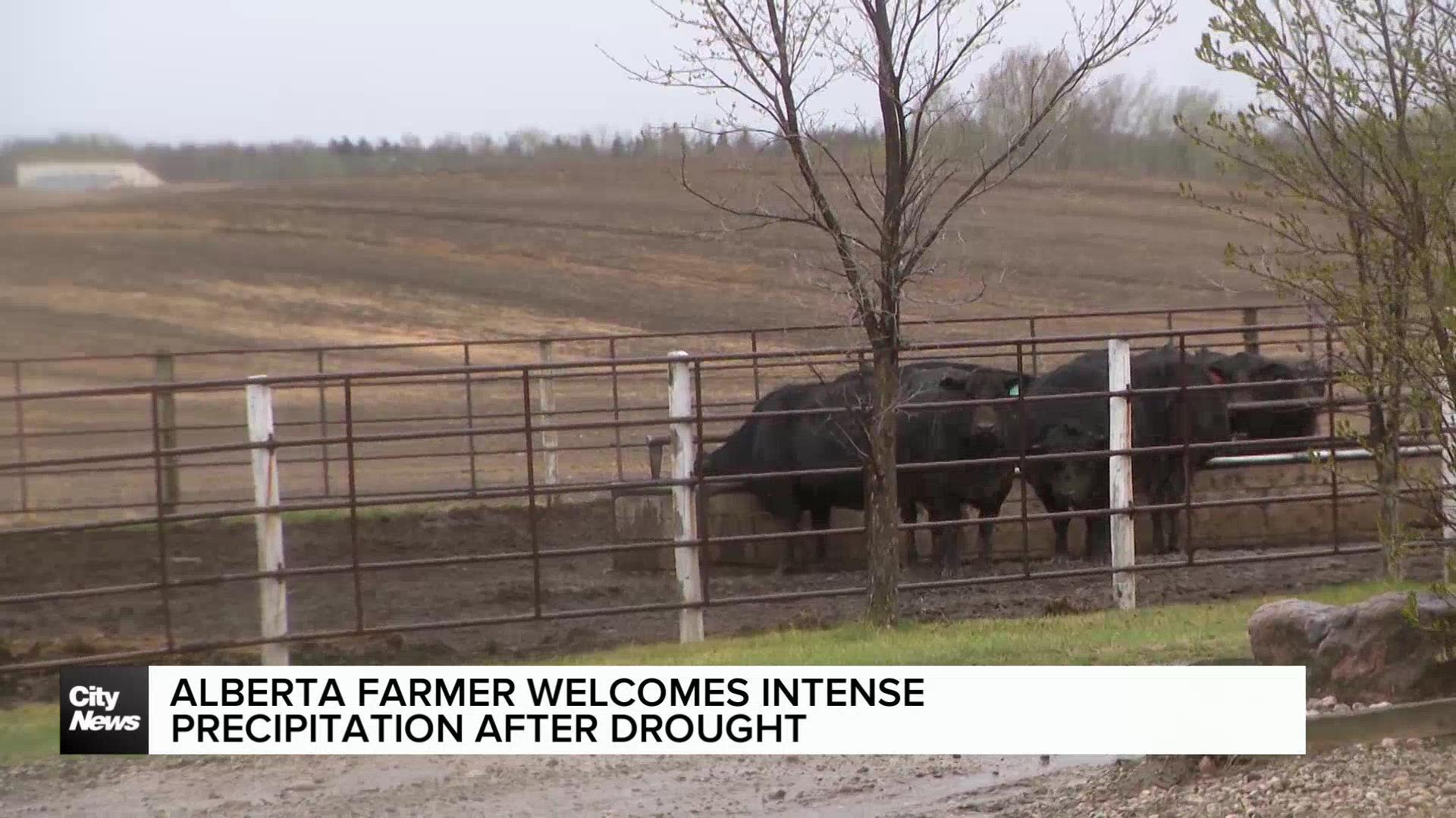 Alberta farmer welcomes rainfall after drought