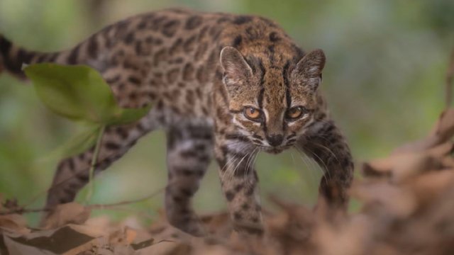 New cat species discovered by scientists for the first time in 100 years