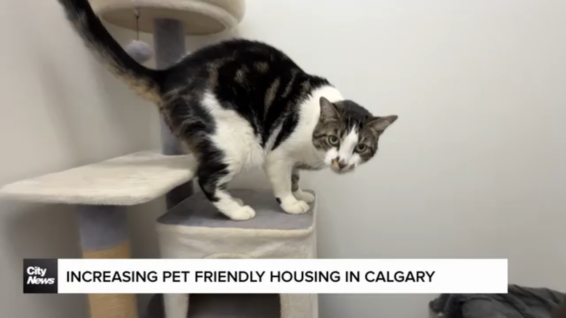 Increasing pet friendly housing in Calgary
