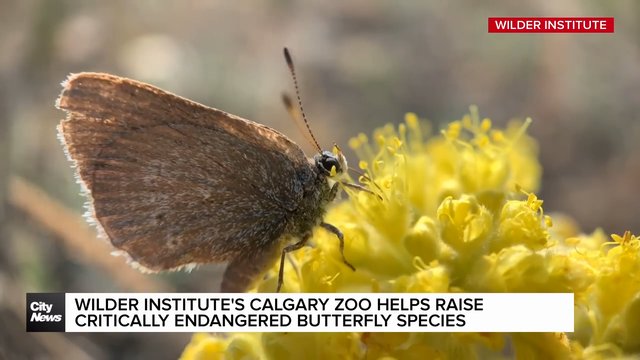 Wilder Institute’s Calgary Zoo helps raise critically endangered Butterfly species