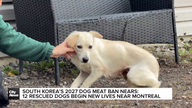 12 dogs rescued from South Korean meat farm arrive in Quebec