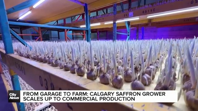 From Garage to Farm: Calgary saffron grower scales up to commercial production
