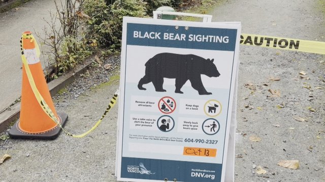 Metro Vancouver sees spike in black bear encounters