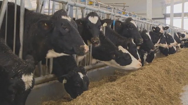 Canadian dairy sector wants to be left out of CUSMA negotiations
