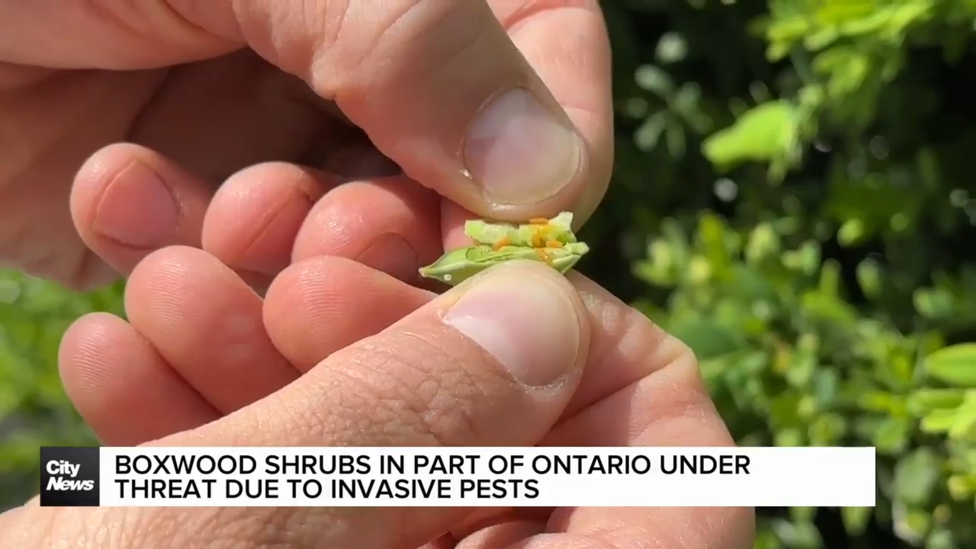 Boxwood shrubs in part of Ontario under threat due to invasive pests