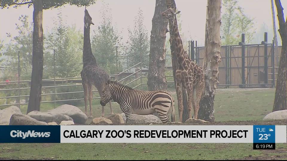 Calgary Zoo to see redevelopment worth millions CityNews Calgary