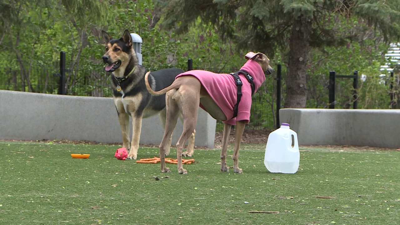 Winnipeg pet owners and businesses facing new rules