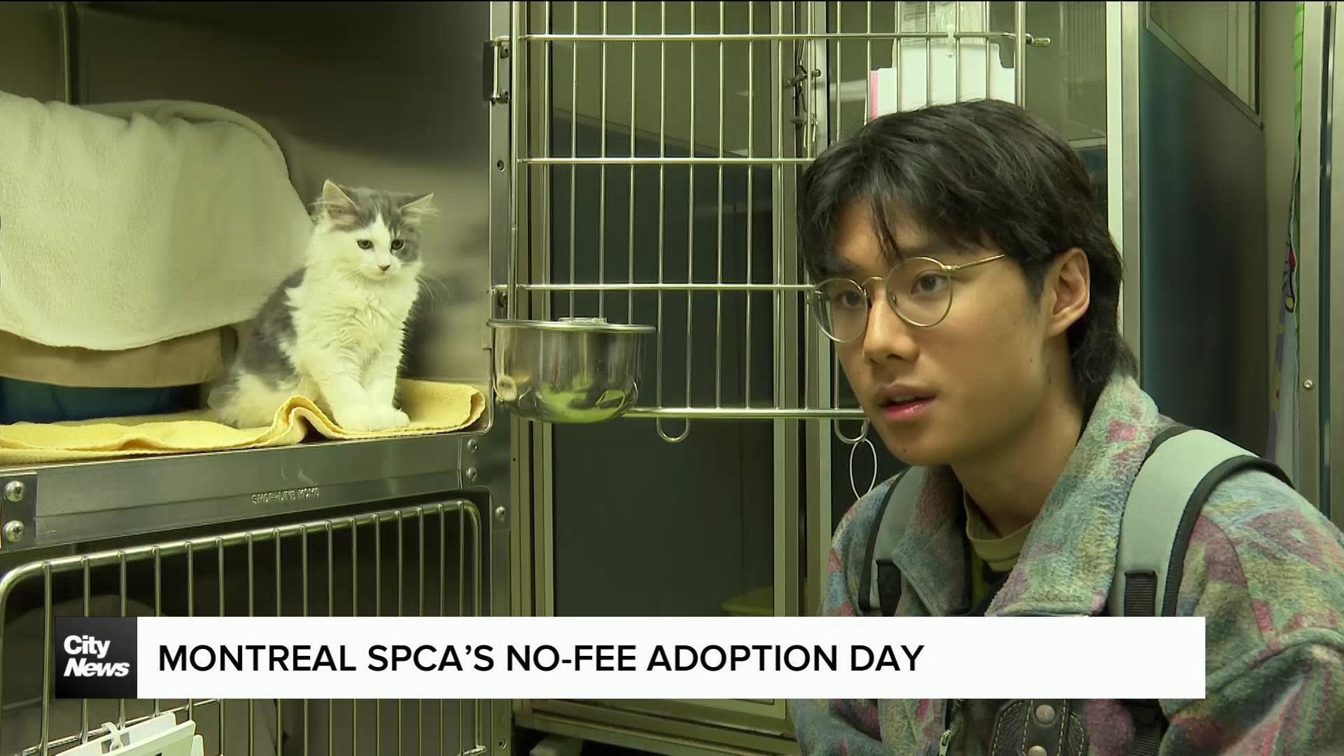 Montreal SPCA’s no-fee adoption day brings pets and families together