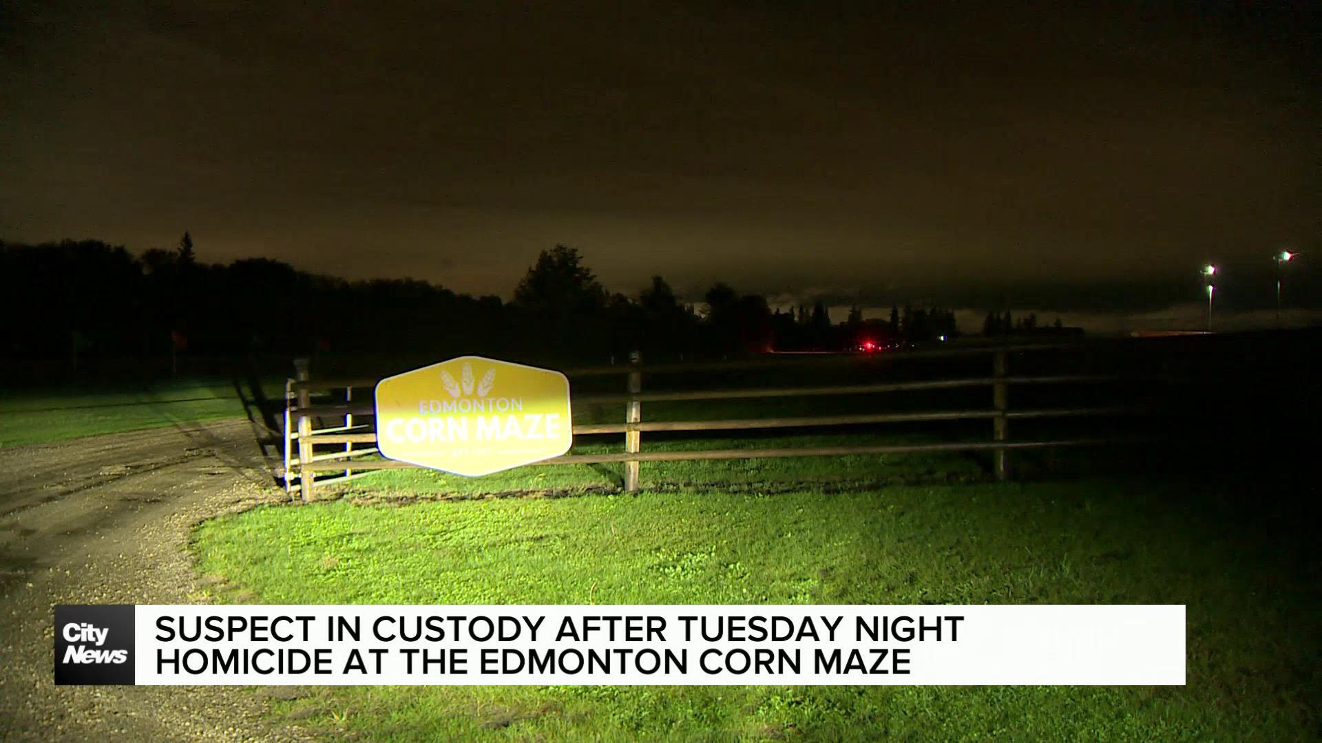 Man dead after stabbing at Edmonton Corn Maze; suspect in custody