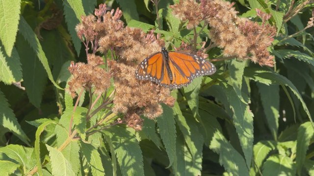 Tiny trackers give new look at Manitoba monarch butterflies' journey south to Mexico