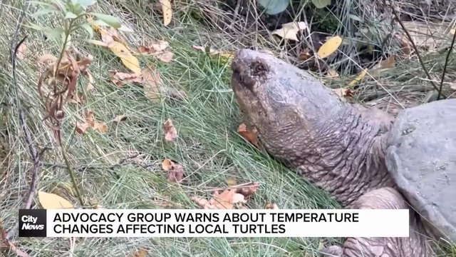Advocacy groups warns about temperature changes affecting local turtles