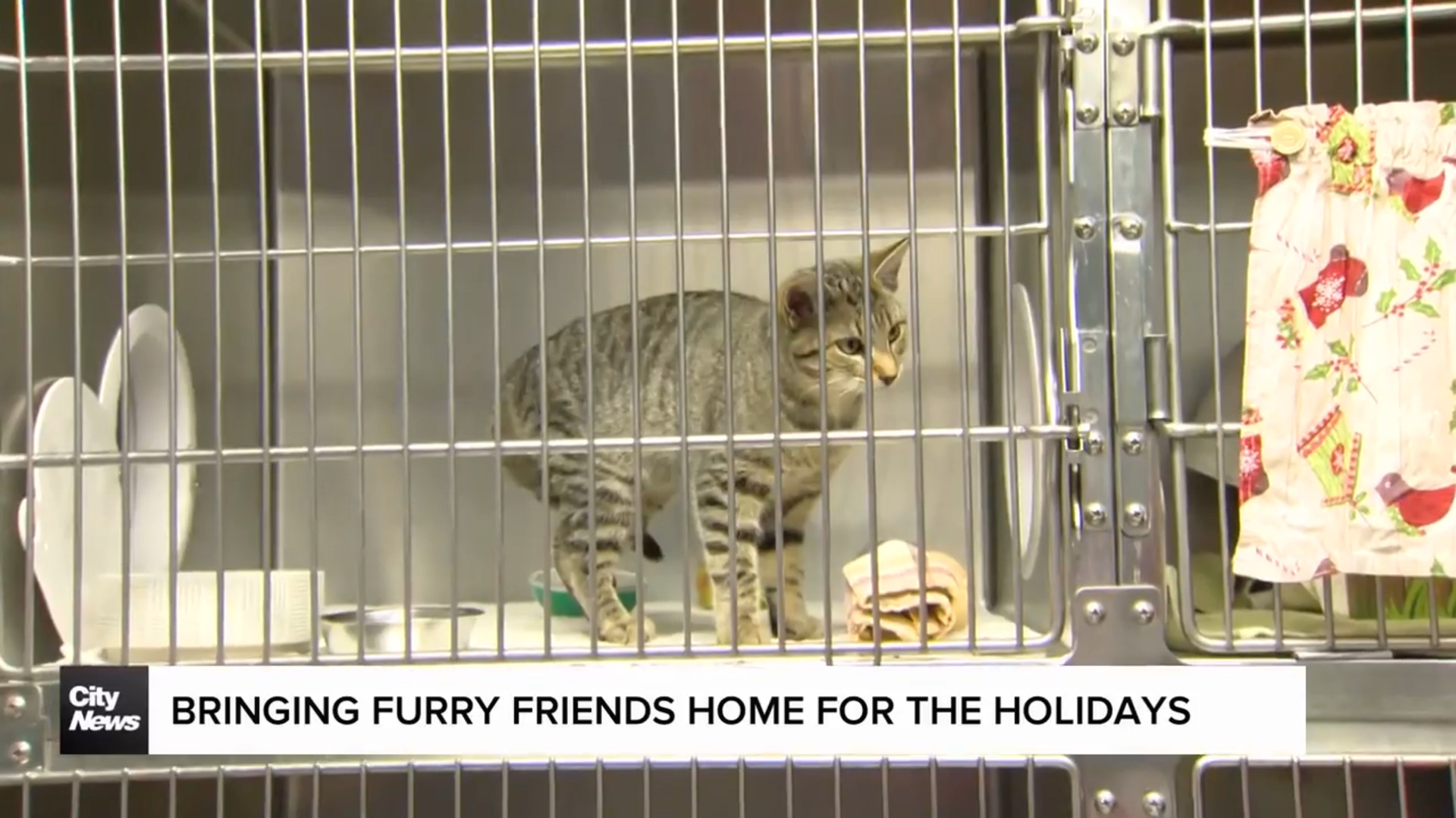 Finding homes for hundreds of animals over the holidays