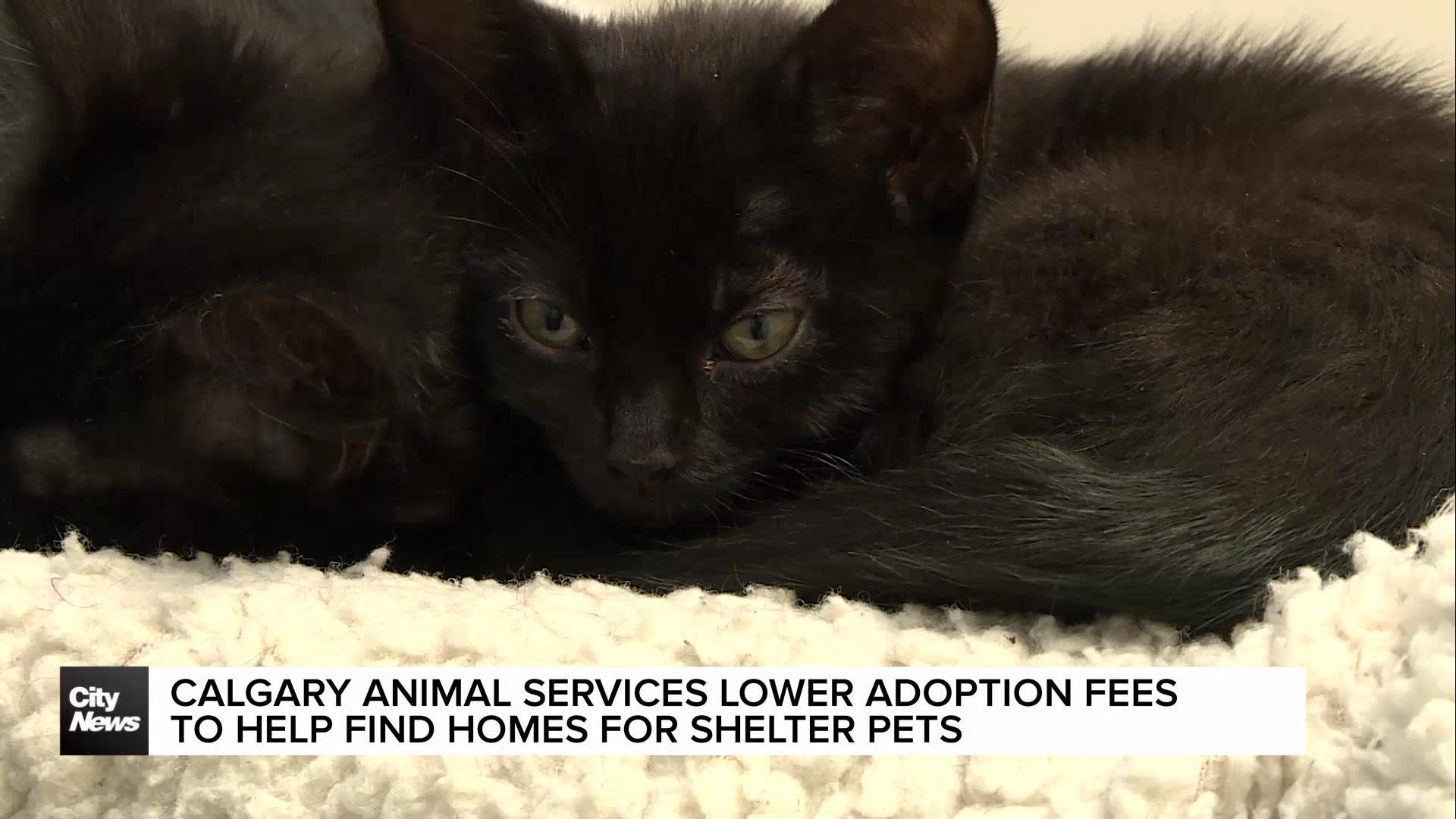 Calgary Animal Services lower adoption fees to help find homes for shelter pets