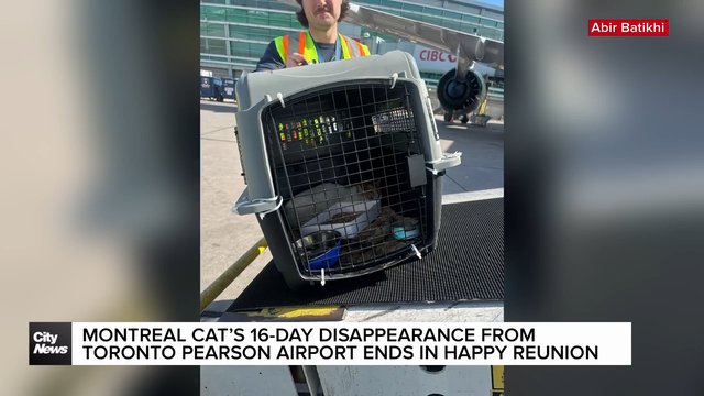 Safe at last: Montreal woman reunited with cat missing for 16 days
