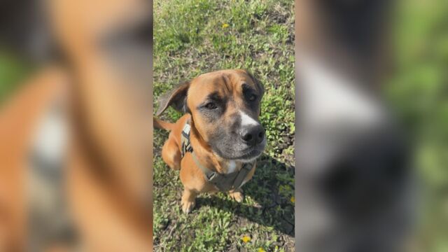 Manitoba rescue transforming lives, one dog and one family at a time