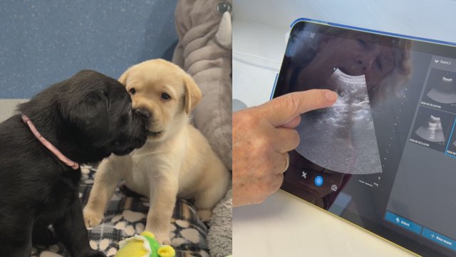 New breeding, training centre in Delta aims to alleviate service dog shortage