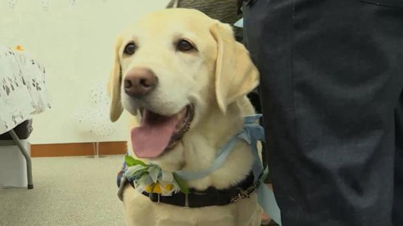 Service dog for child abuse survivors retires after 8 years