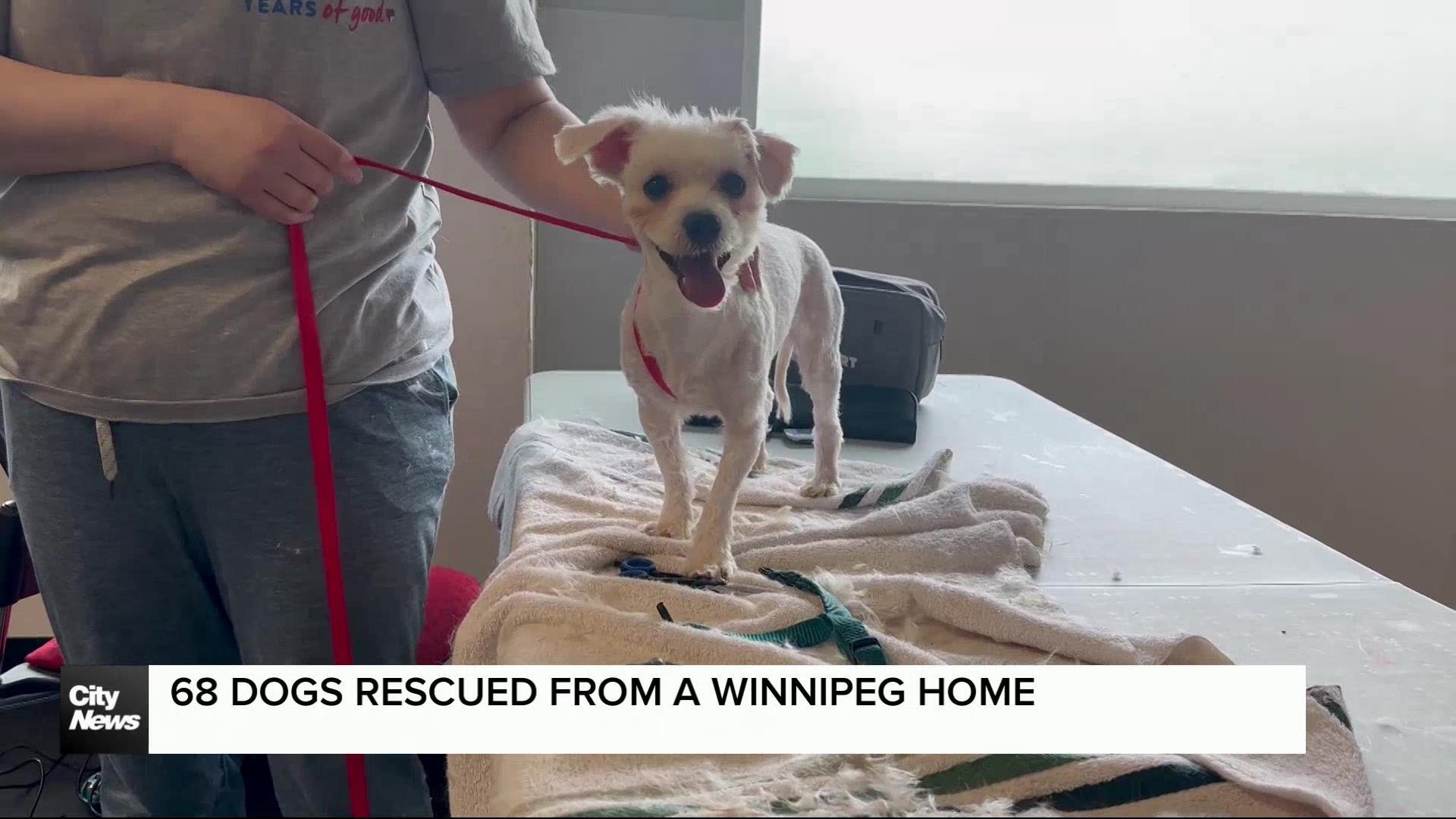 Winnipeg Humane Society welcomes dogs from record seizure