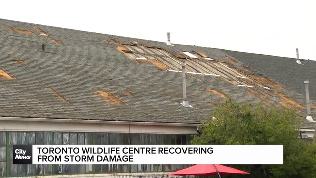 Toronto Wildlife Centre shaken after storms leave them dealing with major repairs