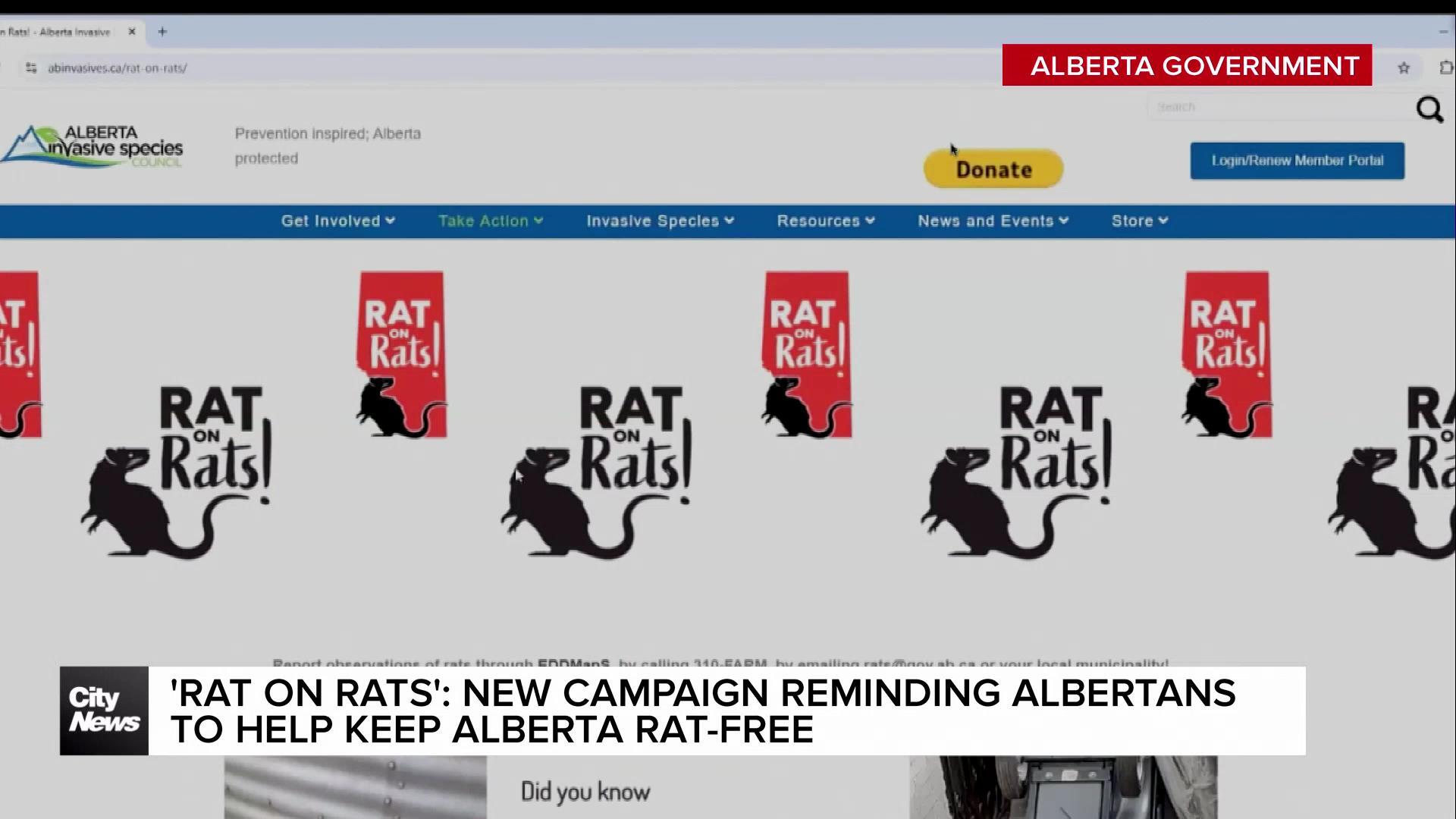 Alberta launches campaign to keep province rat-free