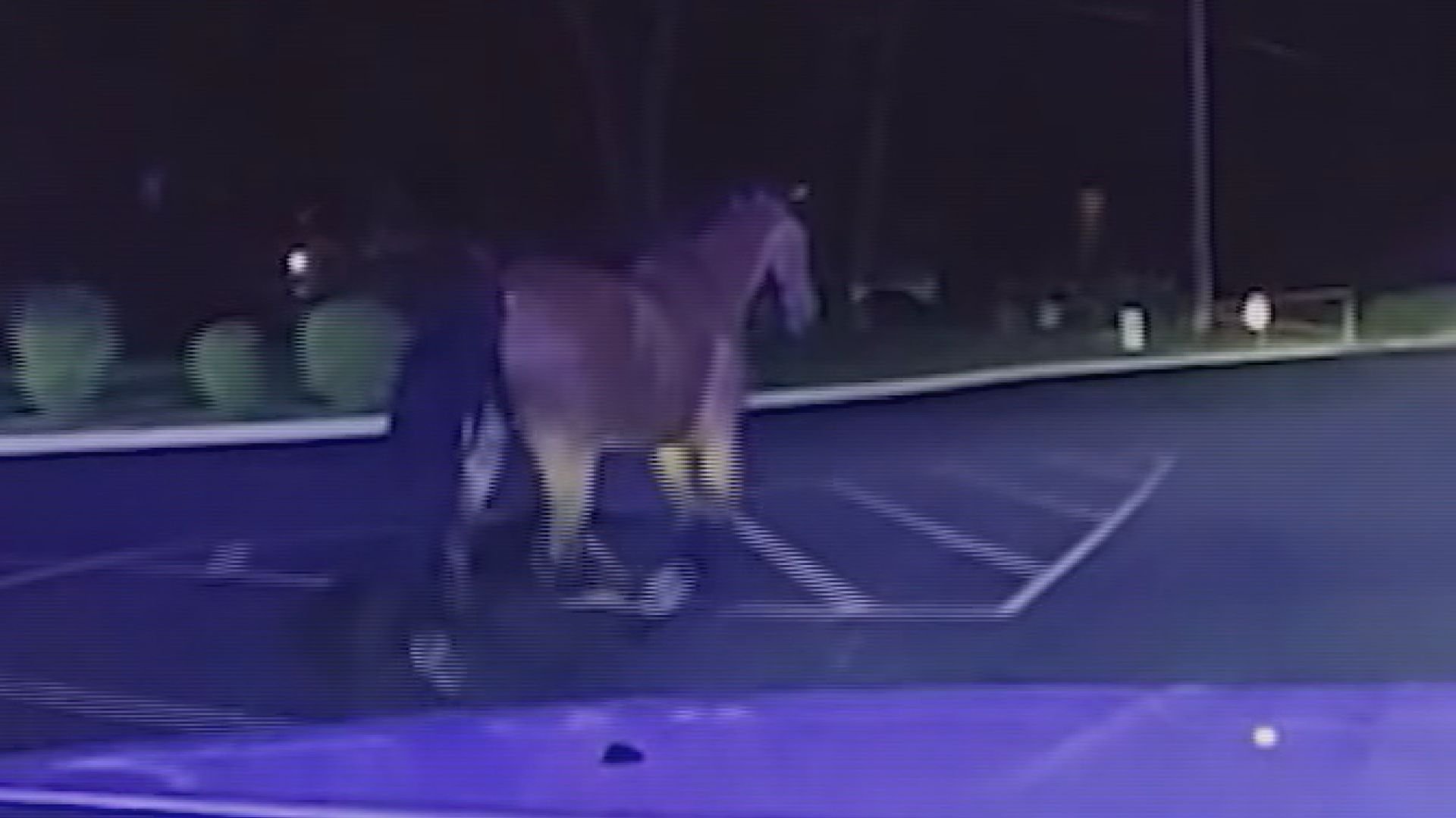 Horse spotted on night stroll gets chased by Indiana police