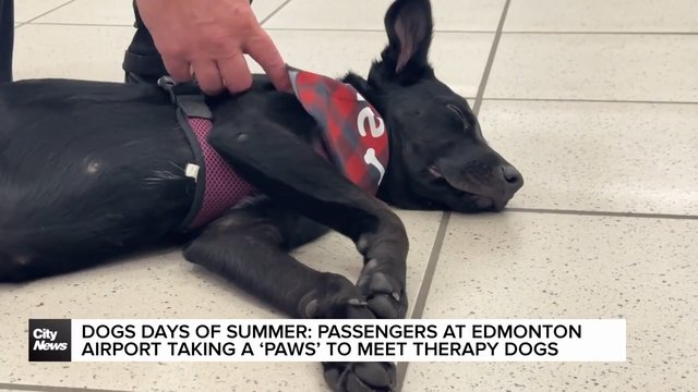 Therapy dogs helping Edmonton travellers to take a ‘paws’ at an adoption event