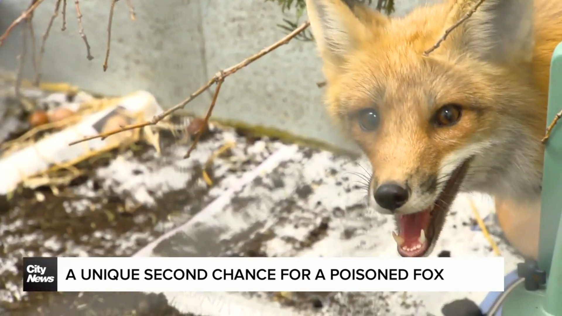 A unique second chance for a poisoned fox