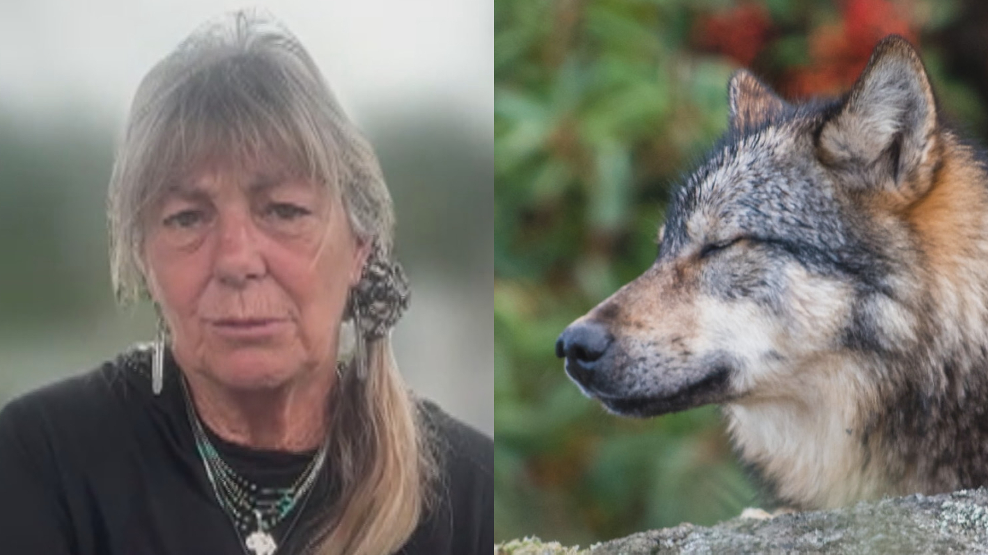 B.C. photographer ‘shocked’ after wolf photo used by hunting outfitter