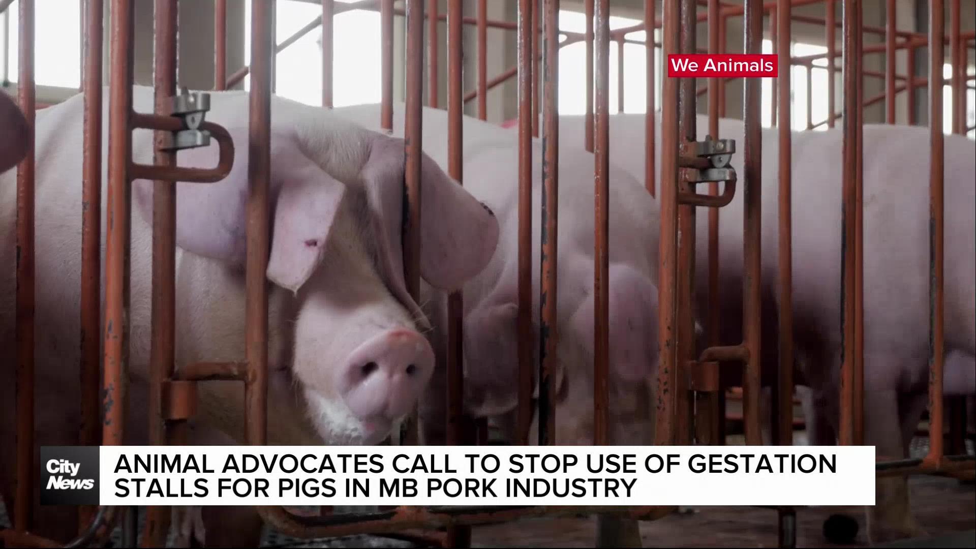 Animal advocates call for Manitoba hog industry to halt use of gestation pens