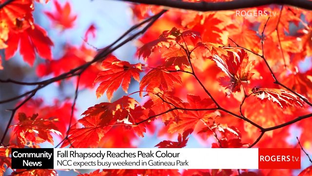 Fall colours hit peak in Gatineau Park