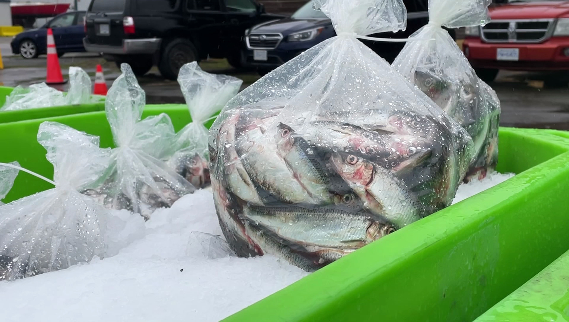 Herring sale at Steveston, B.C. to help kids with cancer CityNews