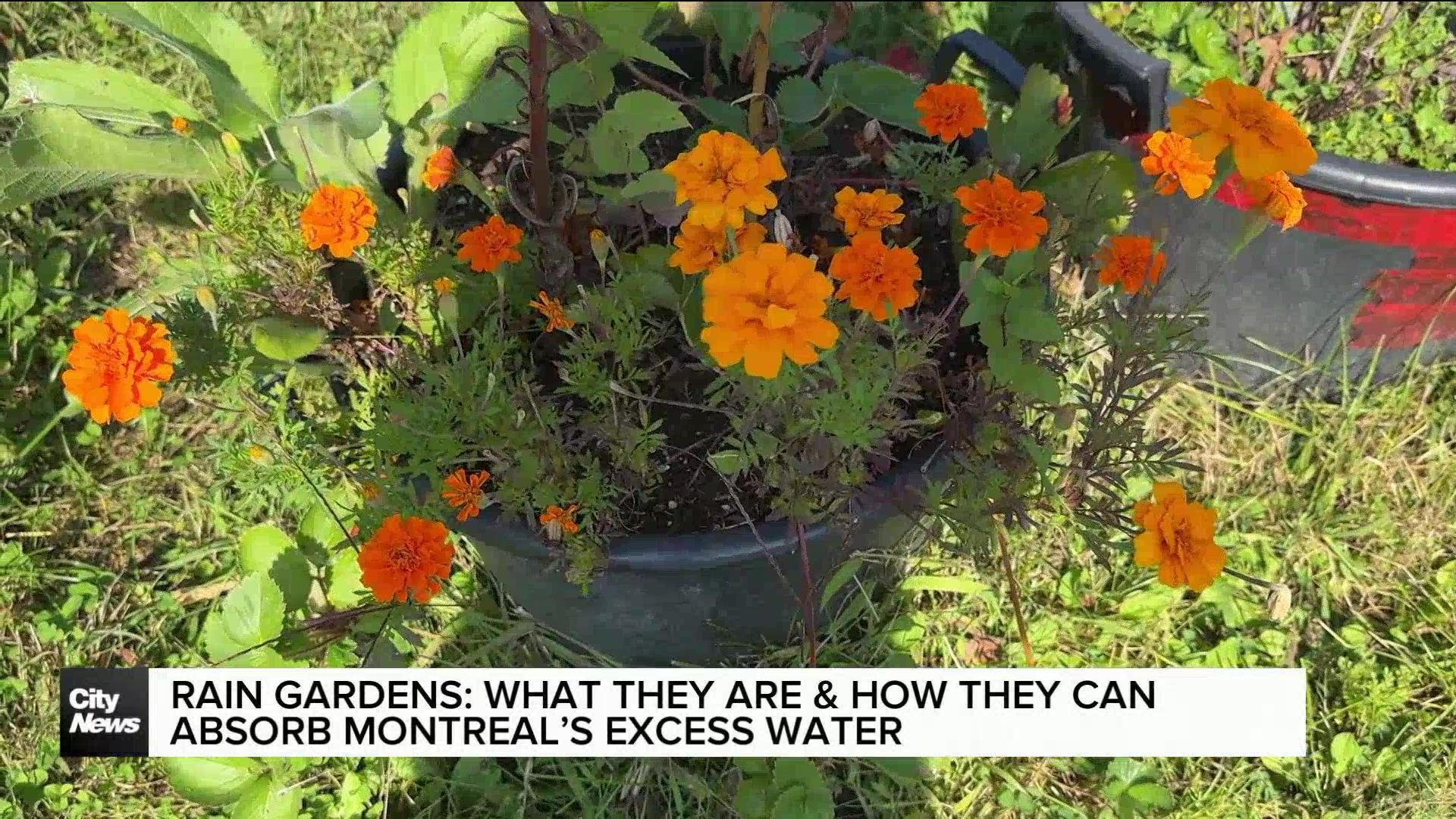 How rain gardens can help absorb excess water to prevent flooding