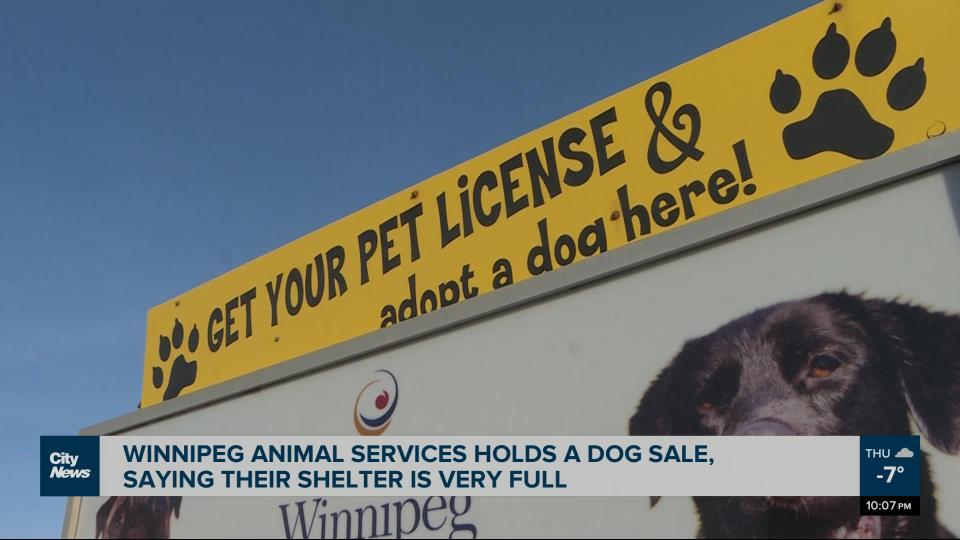 Winnipeg Animal Services dog sale