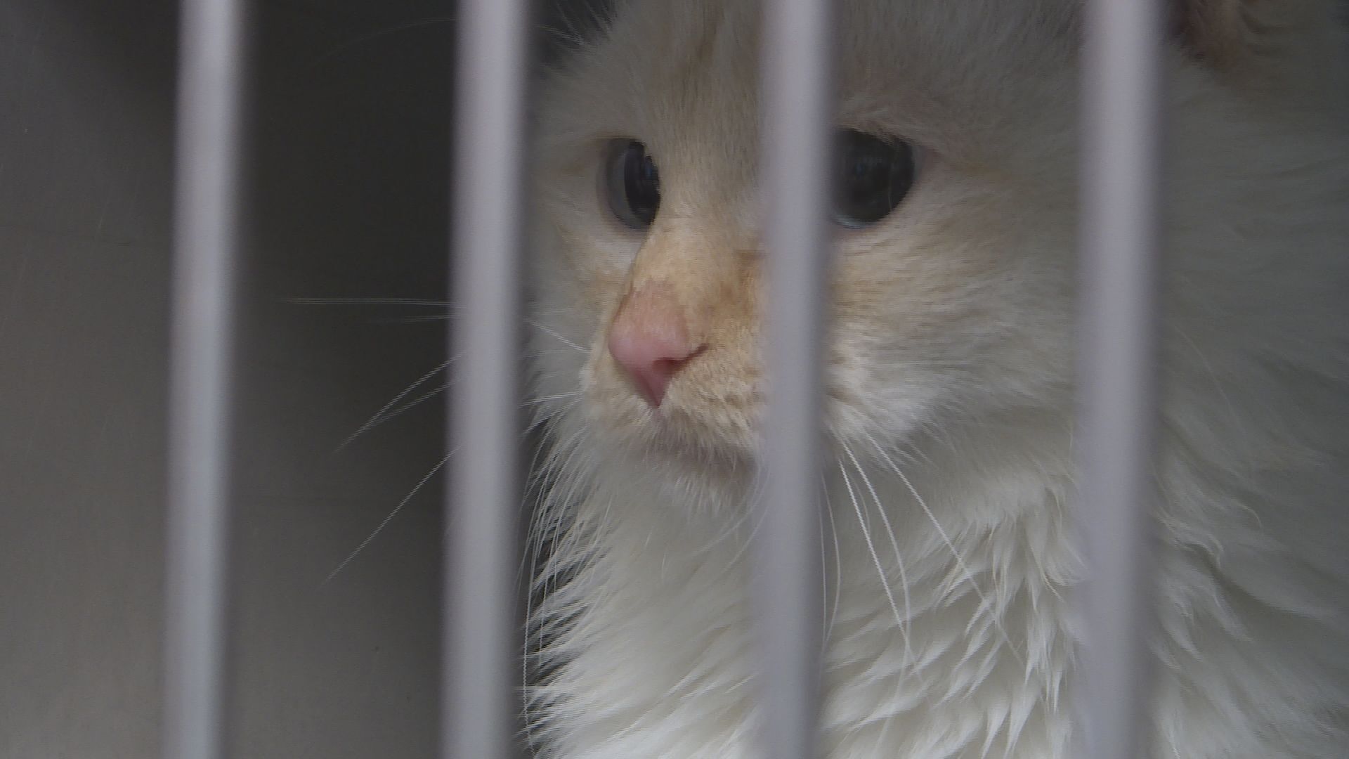 The Winnipeg Humane Society remains on an intake freeze, with no end in sight