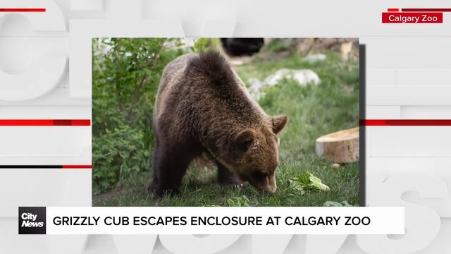 Grizzly cub escapes enclosure at Calgary Zoo