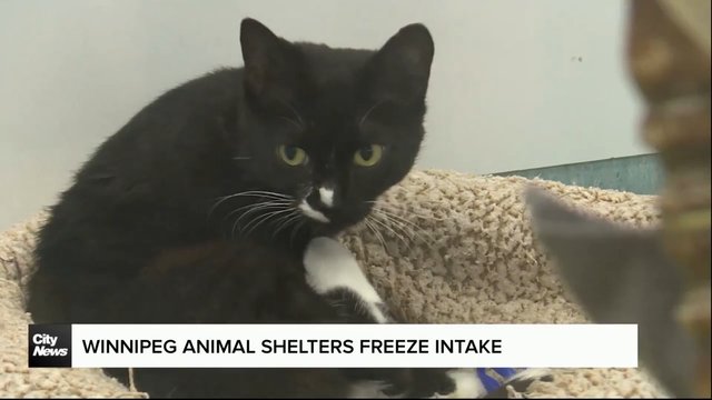 Winnipeg Humane Society freezes intake