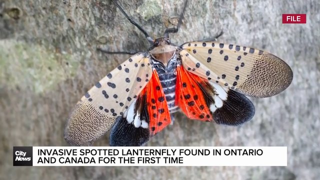 Dreaded invasive bug confirmed in Ontario