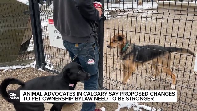 Calgary council to vote on changes to pet ownership bylaw