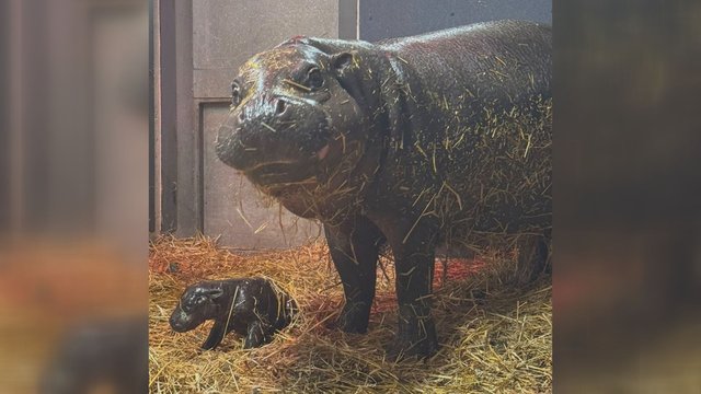 Endangered pygmy hippo calf born at Toronto Zoo