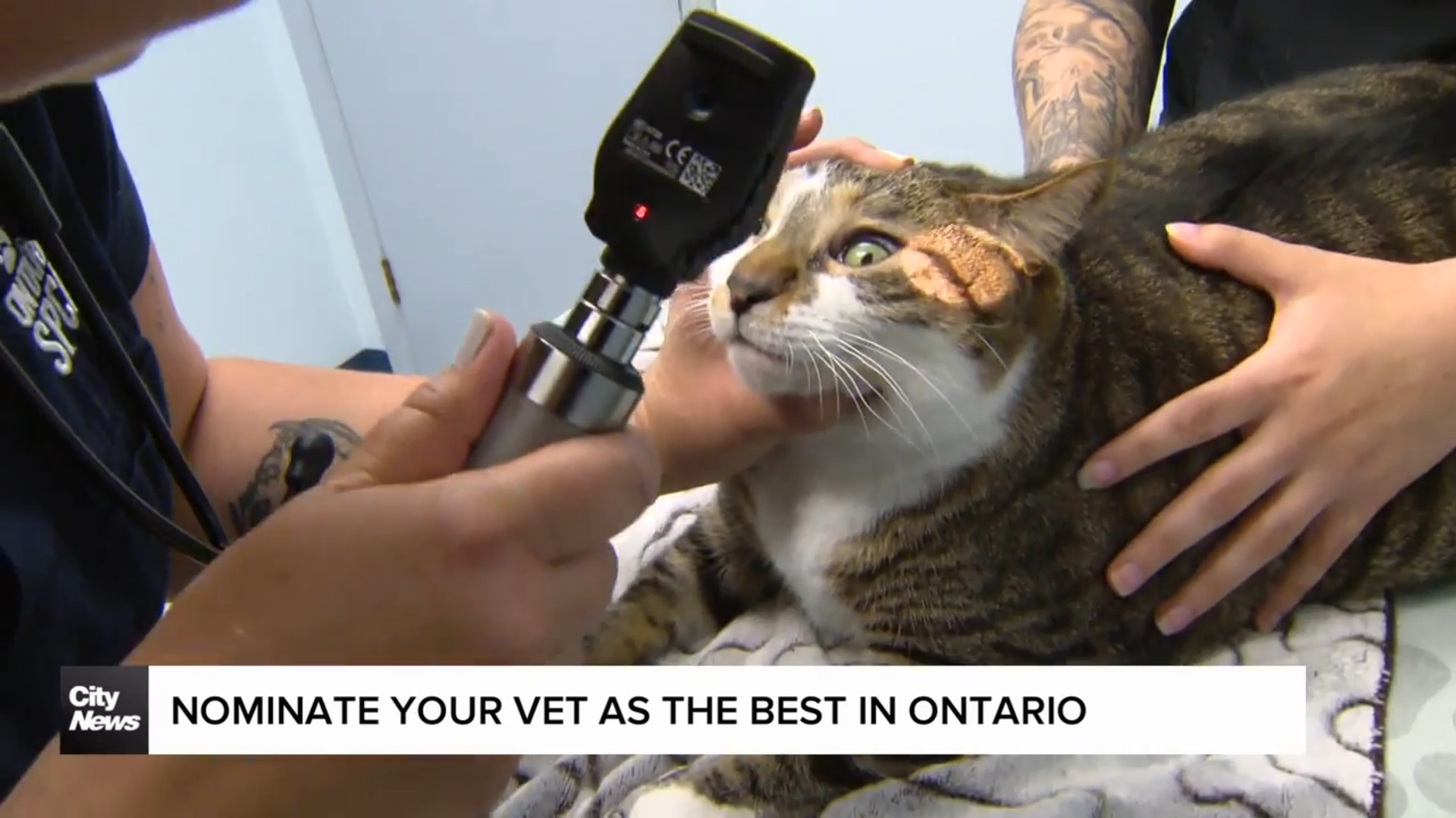 The OSPCA is looking for the best vet in Ontario