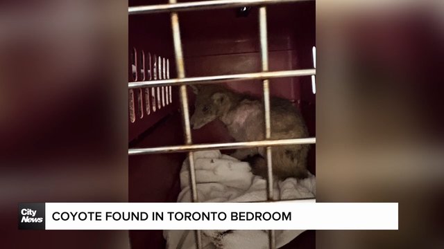 Coyote found in Toronto bedroom