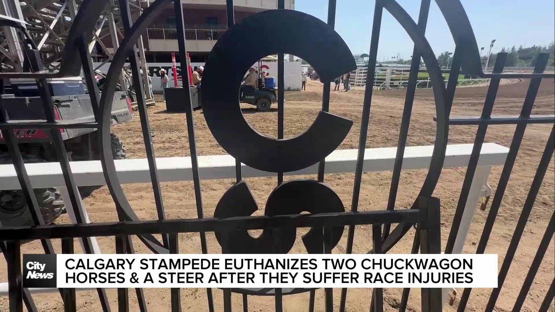 Calgary Stampede euthanizes two chuckwagon horses and a steer after they suffered race injuries